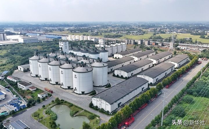 端牢中国饭碗 共护大国粮仓——写在第45个世界粮食日到来之际