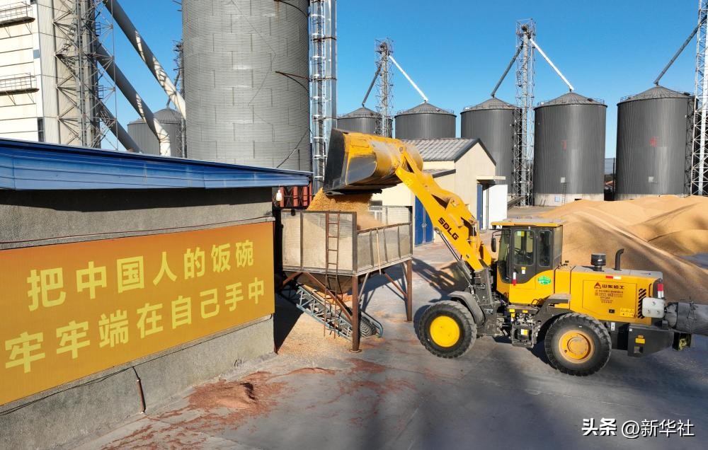 端牢中国饭碗 共护大国粮仓——写在第45个世界粮食日到来之际