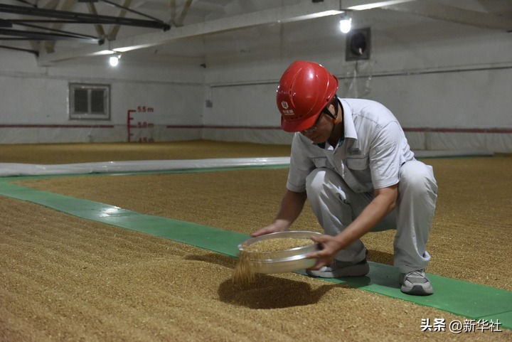 端牢中国饭碗 共护大国粮仓——写在第45个世界粮食日到来之际