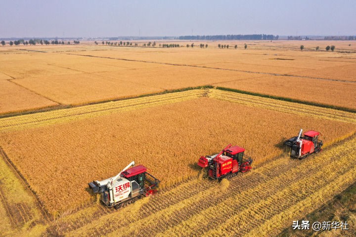 端牢中国饭碗 共护大国粮仓——写在第45个世界粮食日到来之际