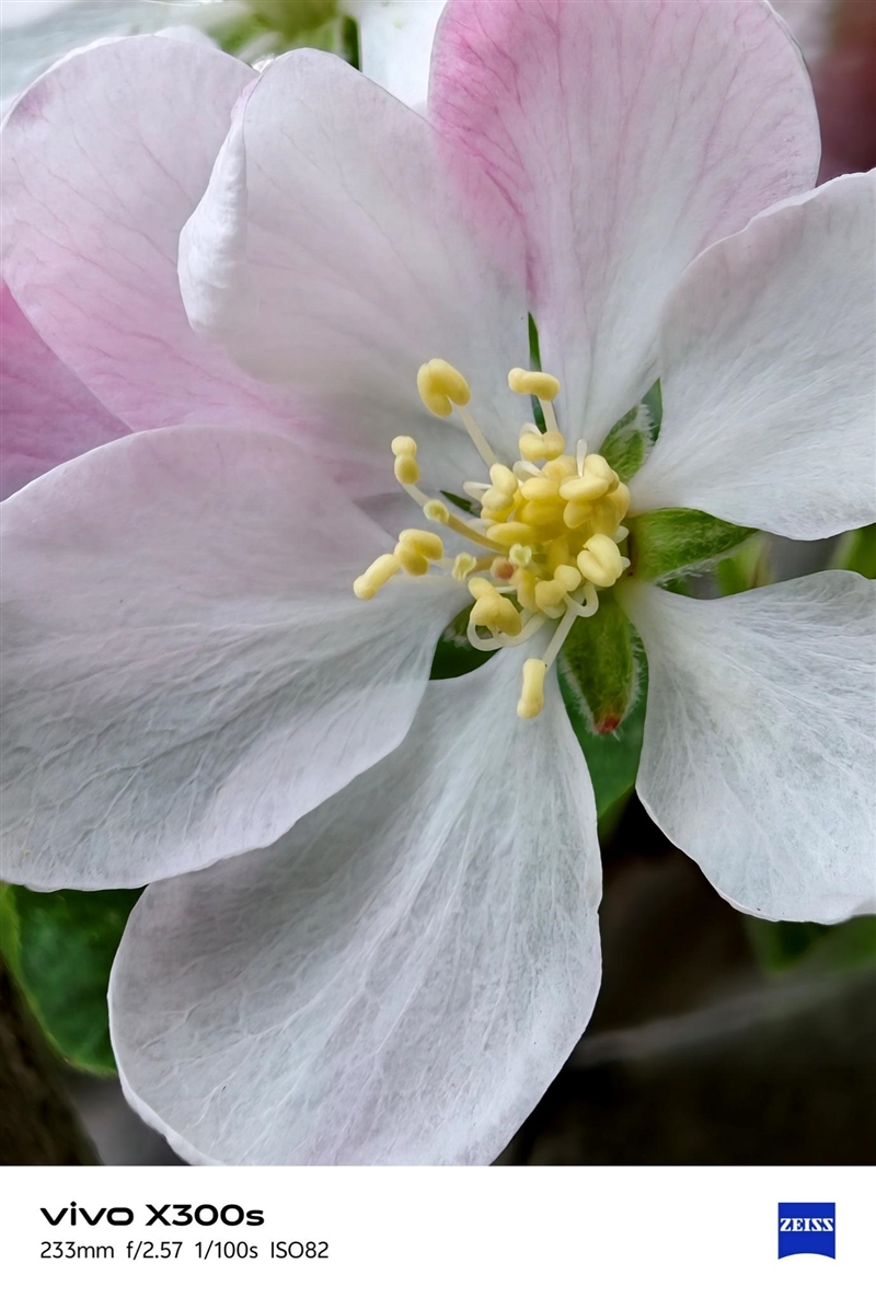 天玑9500搭配蔡司影像 vivo X300s手机全面评测：省心耐用的直屏主力机