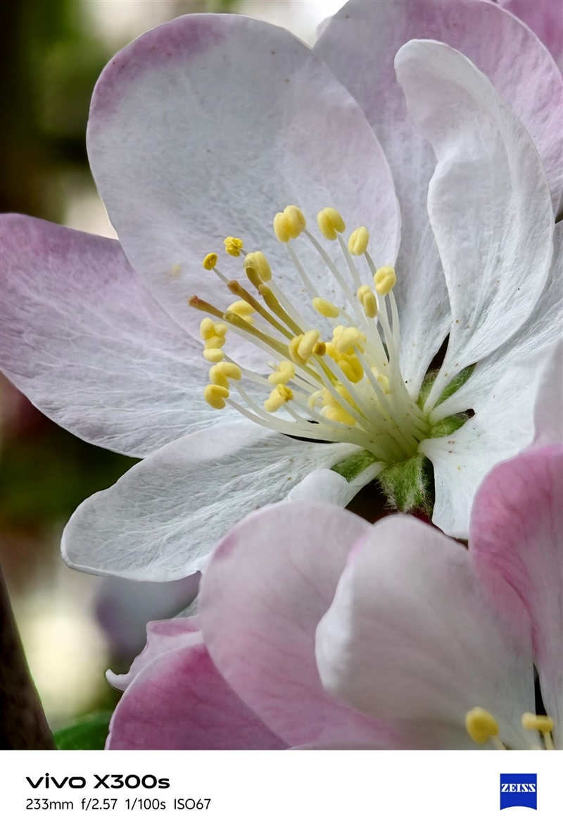 天玑9500搭配蔡司影像 vivo X300s手机全面评测：省心耐用的直屏主力机